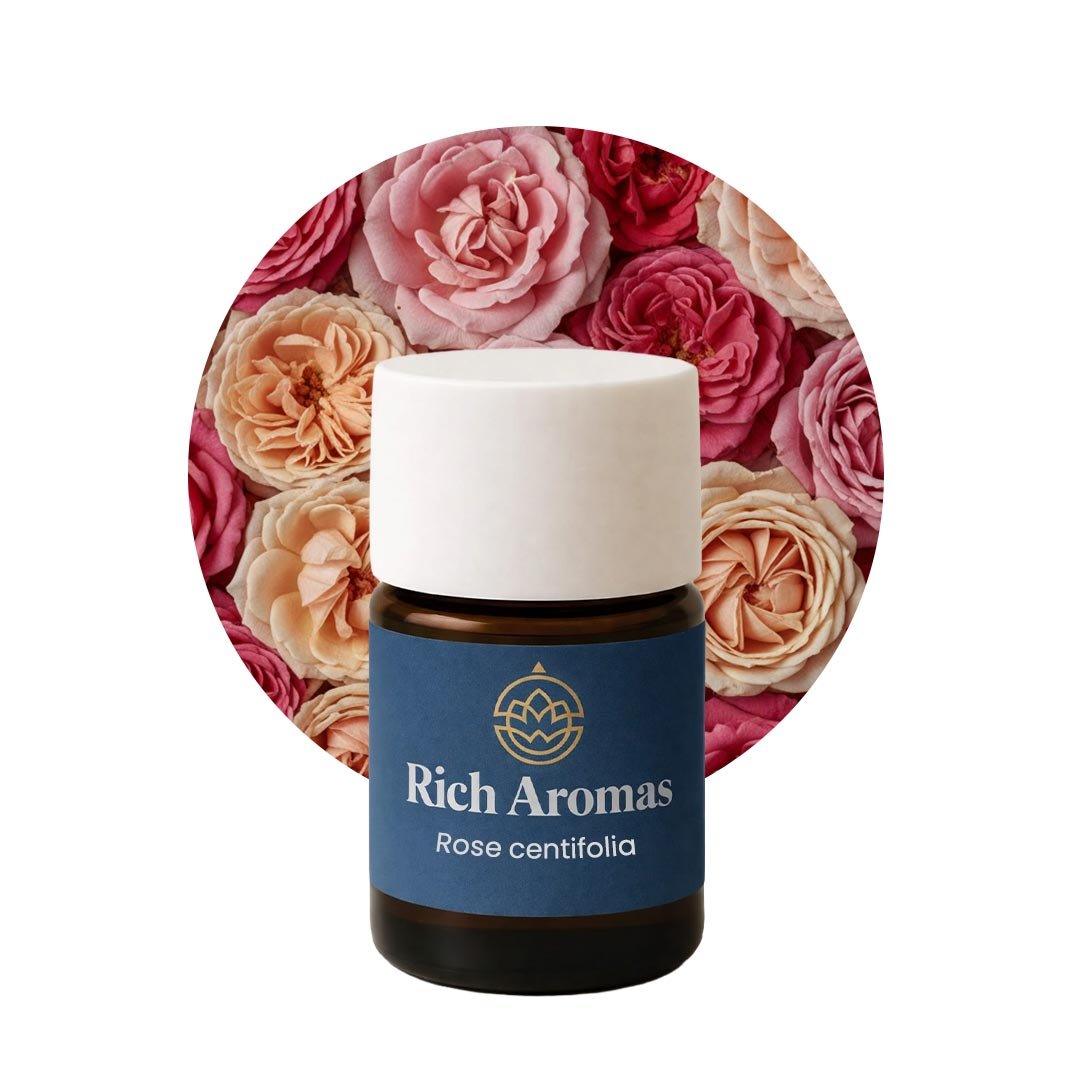 Rose-centifolia